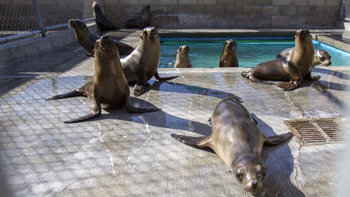 Sea lion pups are pictured in their enclosure after being rescued at the Pacific Marine Mammal Center in Laguna Beach, California March 17, 2015. Animal rescue centers in California are being inundated with stranded, starving sea lion pups, raising the possibility that the facilities could soon be overwhelmed, the federal agency coordinating the rescue said. REUTERS/Mario Anzuoni