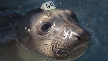 epa04736364 (14/20) A close-up view of an elephant seal under treatment, swimming at the Marine Mammal Center in Sausolito, California, USA, 07 April 2015. Wildlife services in California are being pushed to their limits this year. Since January 2015, every month has set a record in sea lion strandings, mostly sea lion pups, according to the National Oceanic and Atmospheric Administration. EPA/PETER DASILVA PLEASE REFER TO ADVISORY NOTICE (epa04736350) FOR FULL FEATURE TEXT