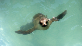 A sea lion pup swims in its enclosure after being rescued at the Pacific Marine Mammal Center in Laguna Beach, California March 17, 2015. Animal rescue centers in California are being inundated with stranded, starving sea lion pups, raising the possibility that the facilities could soon be overwhelmed, the federal agency coordinating the rescue said. REUTERS/Mario Anzuoni
