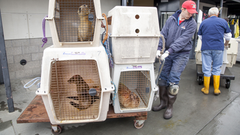 epa04736357 (07/20) A volunteer moves incoming malnourished and dehydrated sea lion pups that have been stranded along the northern California coast to their new temporary pens at the Marine Mammal Center in Sausolito, California, USA, 21 April 2015. Wildlife services in California are being pushed to their limits this year. Since January 2015, every month has set a record in sea lion &#039;strandings&#039;, mostly sea lion pups, according to the National Oceanic and Atmospheric Administration. EPA/PETER DASILVA PLEASE REFER TO ADVISORY NOTICE (epa04736350) FOR FULL FEATURE TEXT