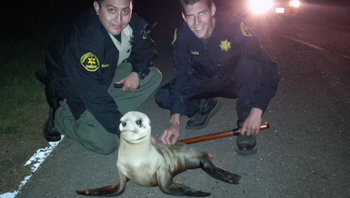 This April 19, 2015 photo provided by the Mendocino County Sheriff shows Mendocino County Deputy Sergio Chora-Alvarado, left and Deputy Ze Manuel Limaa, pose for a photo with a stranded Sea Lion pup. The rescued the sea lion pup waddled about a quarter-mile from the ocean. Mendocino County sheriff&#039;s deputies patrolling Highway 1, south of Fort Bragg, spotted the animal moving slowly in dark, dense fog on Sunday. They discovered the animal was a sea lion pup weighing about 20 pounds with a tag attached to its front flipper (Mendocino County Sheriff via AP