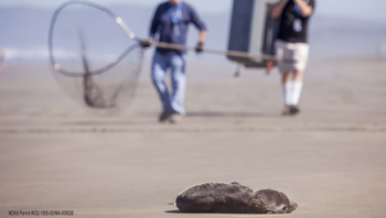 Volunteers from the Marine Mammal Center approach a stranded fur seal on Ocean Beach for rescue in San Francisco, California.