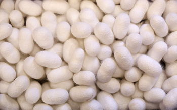 Silkworm cocoons are seen stored in a box at the CRA agricultural research unit in Padua, Italy, June 4, 2015. The Padua research unit houses some 200 different genetic types of silkworm. Clusters of silkworms munch on piles of locally-grown mulberry leaves in a white marquee in Italy&#039;s northern Veneto region. They are nourishing hopes of a revival of Italy&#039;s 1,000 year-old silk industry. Picture taken June 4, 2015. REUTERS/Alessandro Bianchi? - GF10000161345