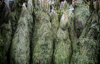 Christmas trees for sale at an open air market in Cologne, Germany.