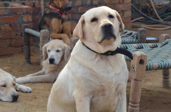 India-dogs