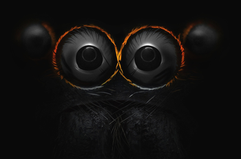 Eyes of a jumping spider.