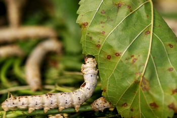 A late-developing silkworm is seen as it munches on piles of locally-grown mulberry at the CRA agricultural research unit in Padua, Italy, June 4, 2015. Clusters of silkworms munch on piles of locally-grown mulberry leaves in a white marquee in Italy&#039;s northern Veneto region. They are nourishing hopes of a revival of Italy&#039;s 1,000 year-old silk industry. Picture taken June 4, 2015. REUTERS/Alessandro Bianchi - GF10000161309