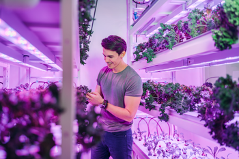 Benjamin Swan, co-founder and CEO of Sustenir Agriculture in his farm growing kale.