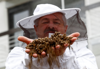 A beekeeper holds dead bees from a colony collapse incident at a protest against the merger of Germany&#039;s pharmaceutical and chemical maker Bayer AG with Monsanto.