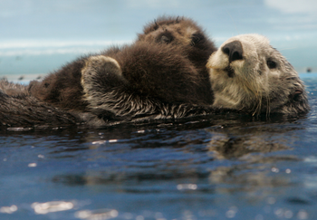 sea otter with pup