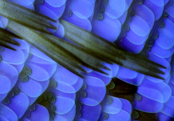 Scales of a Chapman Blue butterfly wing.