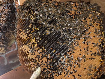 honeycomb covered in bees