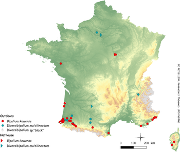 Map of giant hammerhead worms all over France and Corsica.