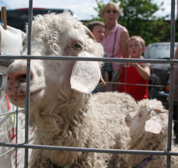 A couple of angora goats rest easy at the Norway Farmer&#039;s Market, Thursday, July 6, 2006, in Angora, Maine. The pair were part of an exhibit showing how to spin wool into yarn by the Twin Flower Farm in Norway. (AP Photo/ Andree Kehn)
