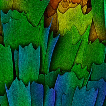 Scales of a butterfly wing.