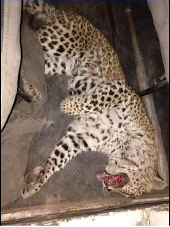A 10-month-old female leopard killed on Gurgaon-Faridabad highway.