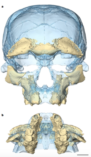 Facial reconstruction of Jebel Irhoud fossils.