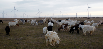 Goats graze on a field next to the turbines of Czech CEZ wind park, Europe's largest on land.