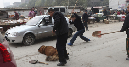 Security guards beat a Tibetan mastiff with shovels after it and another Tibetan mastiff attacked and injured several people, at a residential compound in Shijiazhuang, Hebei province October 30, 2013. The two dogs were restrained by more than 40 security guards and 20 police officers on Wednesday morning. Several gunshots were fired in the incident that lasted 30 minutes, according to local media. The dog in this picture was taken alive by the authorities while the other dog died after being shot by police and beaten by security guards. Picture taken October 30, 2013. REUTERS/Stringer (CHINA - Tags: ANIMALS SOCIETY) CHINA OUT. NO COMMERCIAL OR EDITORIAL SALES IN CHINA - GM1E9B10WN001