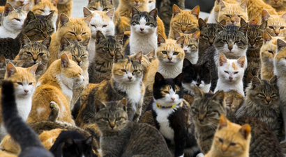 Cats crowd the harbour on Aoshima Island in the Ehime prefecture in southern Japan February 25, 2015. An army of cats rules the remote island in southern Japan, curling up in abandoned houses or strutting about in a fishing village that is overrun with felines outnumbering humans six to one. Picture taken February 25, 2015. To match story JAPAN-CATS/ REUTERS/Thomas Peter