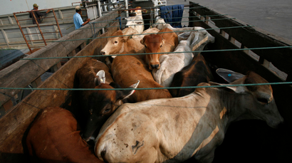Australian cows transported