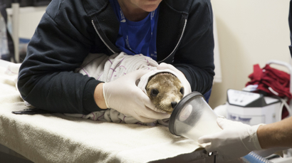 epa04736361 (11/20) Cara Field, staff veterinarian and Rebecca Green associate veterinarian prepare to sedate a malnourished and dehydrated sea lion pup that have been stranded along the northern California coast receive much need care at the Marine Mammal Center in Sausolito, California, USA, 07 April 2015. Wildlife services in California are being pushed to their limits this year. Since January 2015, every month has set a record in sea lion strandings, mostly sea lion pups, according to the National Oceanic and Atmospheric Administration. EPA/PETER DASILVA PLEASE REFER TO ADVISORY NOTICE (epa04736350) FOR FULL FEATURE TEXT