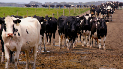 White and black cows stand in a muddy open field.