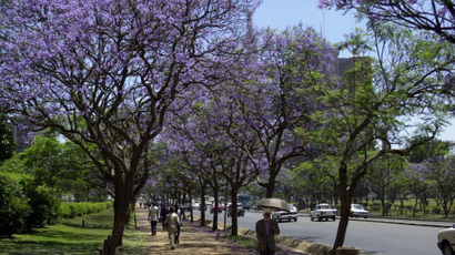 A Kenyan Sikh man walks under a purple haze of jacaranda trees in bloom in downtown Nairobi, protecting himself with an umbrella from the noonday sun on Wednesday Oct. 17, 2001 four days before the beginning of summer in the Southern Hemisphere. Nairobi lies just south of the Equator at an altitude of 1,675 meters (5,496 feet), and the blooming of the jacaranda, brought to Kenya from Brazil in the last century, signals the beginning of warm weather. AP Photo/Khalil Senosi