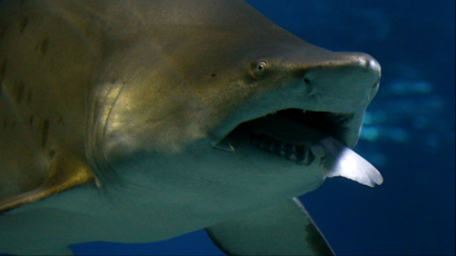 a sand tiger shark with a fish in its mouth.
