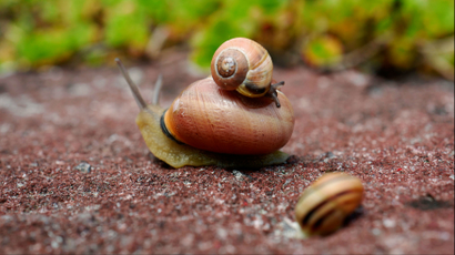 three snails on the ground, one sits on top of another.