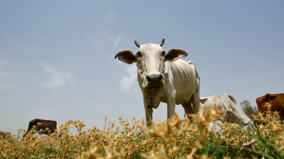 dairy cow in India