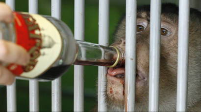 Monkey drinking wine