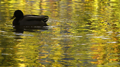 A duck swims past on a lake in Dortmund
