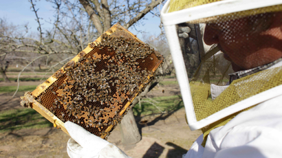 inspector inspecting a frame of bees