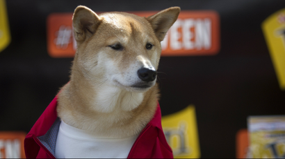 A Shiba Inu dog poses for photos
