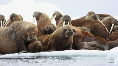 In this July 17, 2012, file photo, adult female walruses rest on an ice flow with young walruses in the Eastern Chukchi Sea, Alaska. Ten environmental groups Tuesday, June 2, 2015, sued a federal agency over its approval of a plan by Royal Dutch Shell PLC for exploratory petroleum drilling off Alaska's northwest coast.