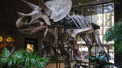 Skeleton of a Chasmosaurine Ceratopsian is displayed at Bonhams auction house in New York.