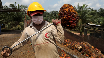 An image of a farmer carrying a head of oil pam on a stick over his shoulder, his face covered with a nose mask.