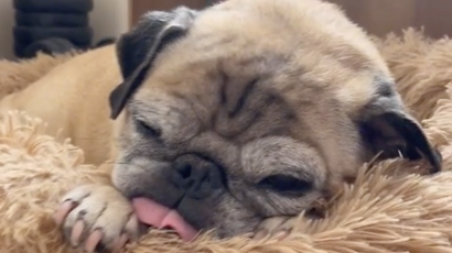 A close-up of Noodle, a 13-year-old pug, with his tongue sticking out