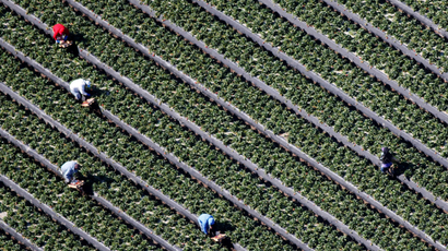 Workers pick strawberries in a field on a farm in Oxnard