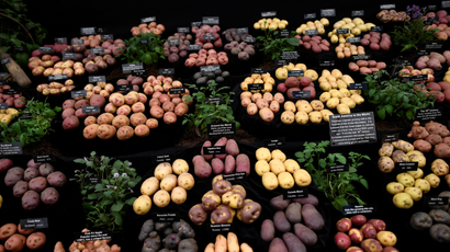 Potatoes are displayed at the Royal Horticultural Society's Chelsea Flower show in London