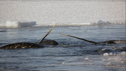 Narwhals, with their tusks in the Arctic Ocean.