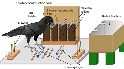 New Caledonian Crow Experiment.