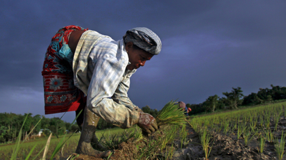 Woman working on paddy fields in Assam