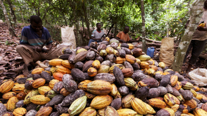 Three cocoa farmers with a many cocoa fruits sprayed out in front of them