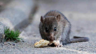 A rat eats pieces of bread thrown by tourists near the Pont-Neuf bridge over the river Seine in Paris, France, August 1, 2017.