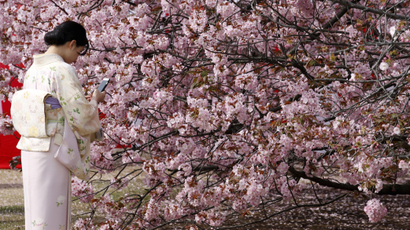 Kimono-clad woman takes photos of cherry blossoms in Tokyo.