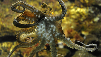 An octopus with its tentacles splayed out against glass.