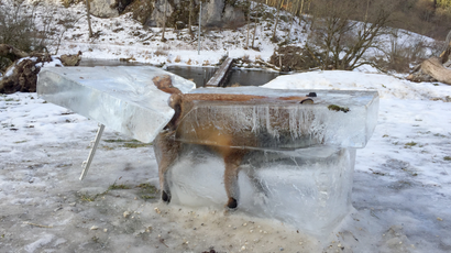A block of ice with a frozen fox