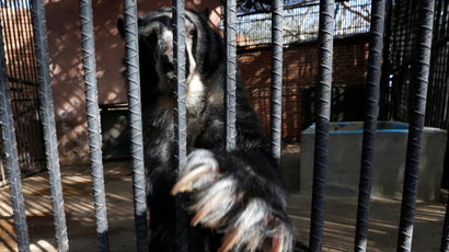 An Andean bear stretches its claws inside a cage at the Paraguana zoo in Punto Fijo
